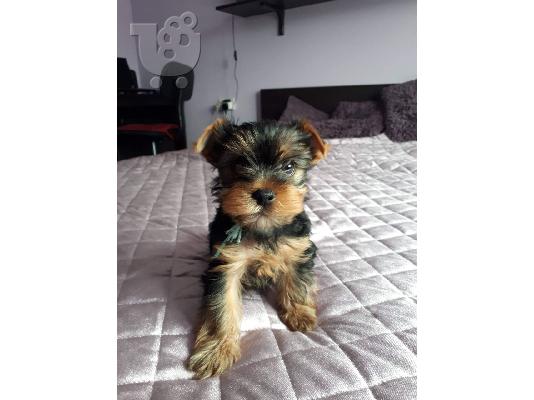 Πωλούνται κουτάβια Yorkshire Terrier